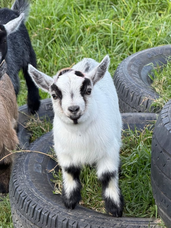 gallery-lafamilia-pygmy-goats-otviody1njdjogix.jpeg