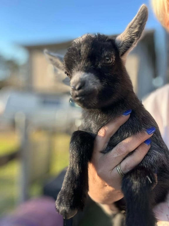 gallery-lafamilia-pygmy-goats-zwyymtvhnzqzotlk.jpeg