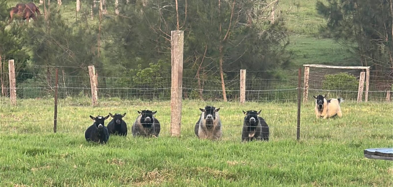 gallery-lafamilia-pygmy-goats-owu0nzgyowflndbl.jpeg