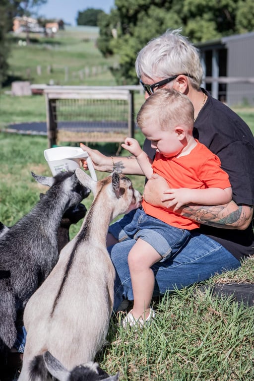 gallery-lafamilia-pygmy-goats-m2q1ytywowm2y2y2.jpeg