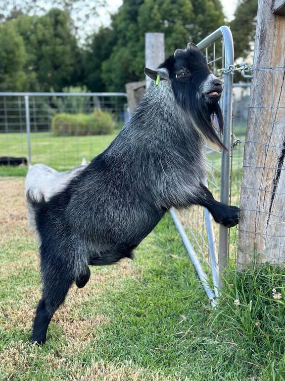 gallery-lafamilia-pygmy-goats-otaxyjjlzmy1odzl.jpeg