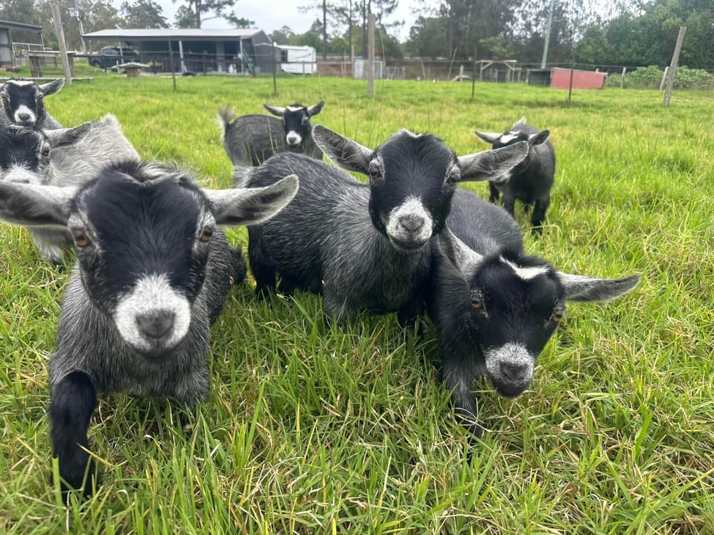 gallery-lafamilia-pygmy-goats-zwewztbhowjmmjez.jpeg