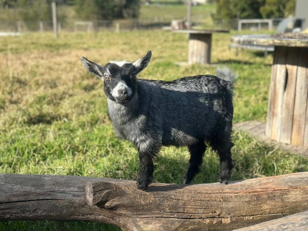 gallery-lafamilia-pygmy-goats-mthmodm3mmq1mwy1.jpeg