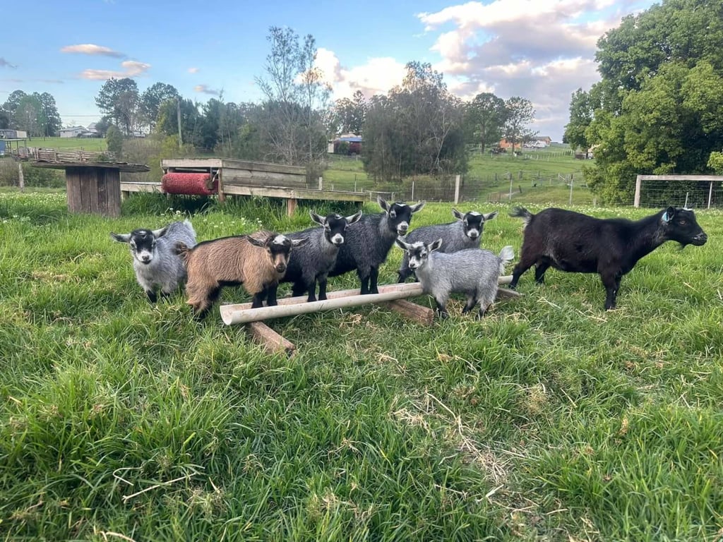 gallery-lafamilia-pygmy-goats-zjy1nzeynjmxngnl.jpeg